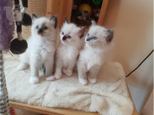 Αγνή φυλή Ragdolls